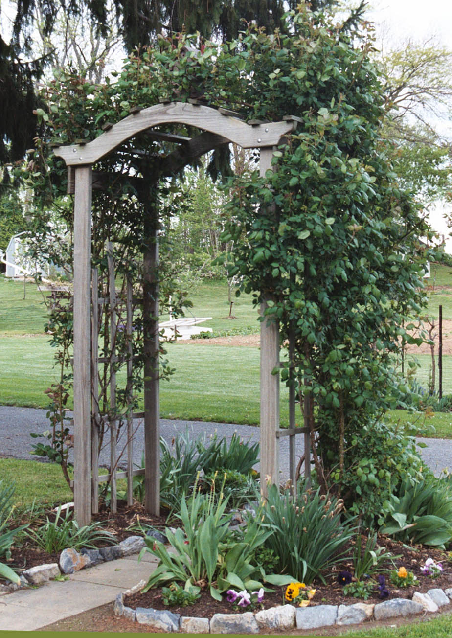 A large rose bush cascading over a custom made cedar arbor