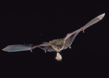A Big Brown Bat sets its sights on a moth