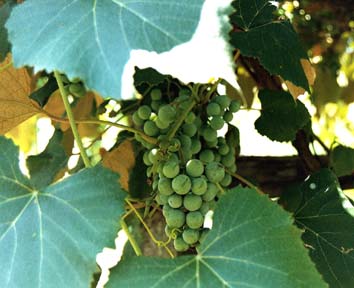 Grapes ripening in the summer sun.